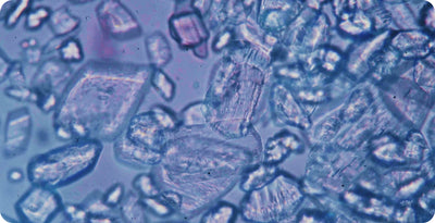 Cells in a microscopic view